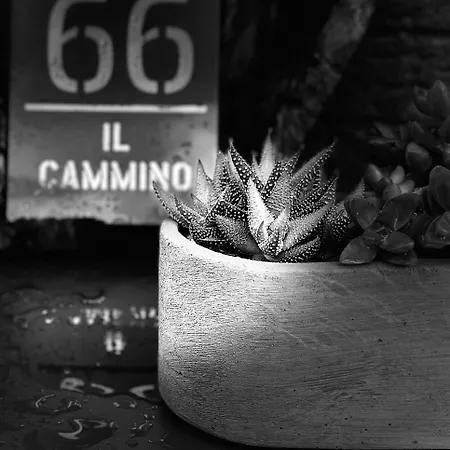 Il Cammino *